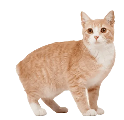 爱萌哆宠物俱乐部