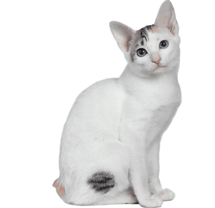 爱萌哆宠物俱乐部