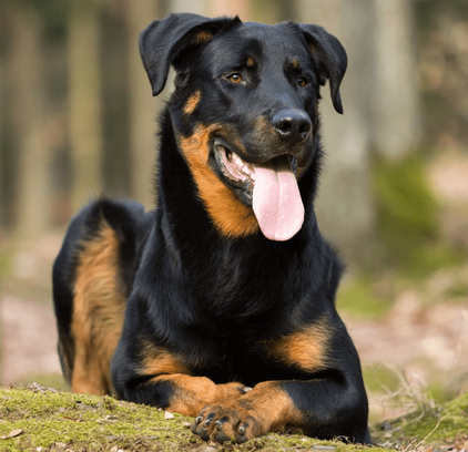 爱萌哆宠物俱乐部