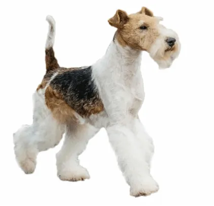 爱萌哆宠物俱乐部