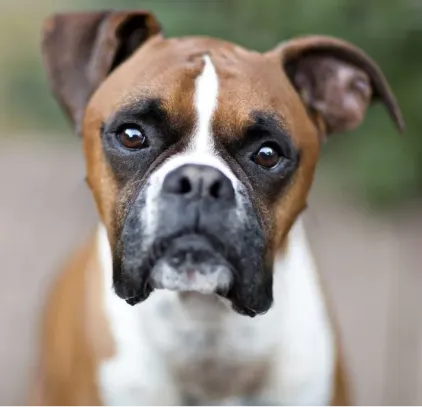 爱萌哆宠物俱乐部