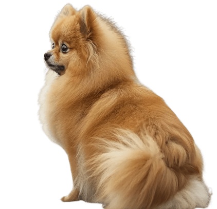 爱萌哆宠物俱乐部