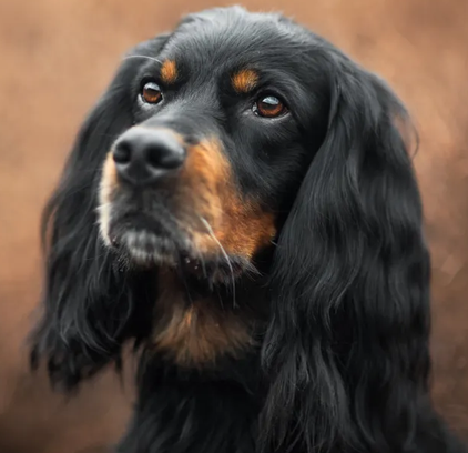 爱萌哆宠物俱乐部