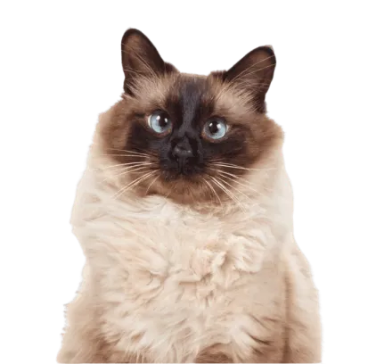 爱萌哆宠物俱乐部