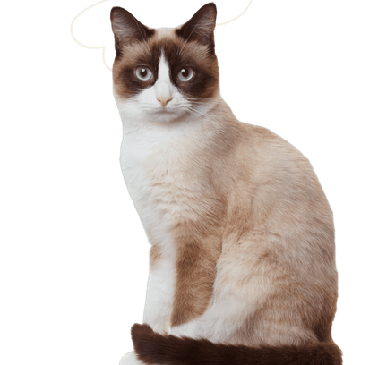 爱萌哆宠物俱乐部