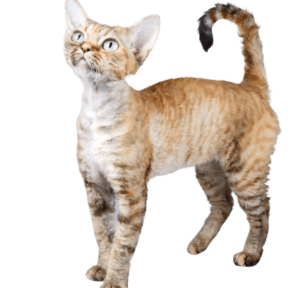 爱萌哆宠物俱乐部