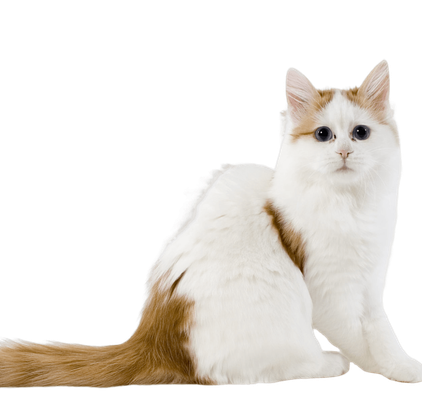 爱萌哆宠物俱乐部