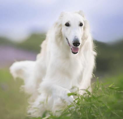 爱萌哆宠物俱乐部