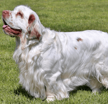 爱萌哆宠物俱乐部