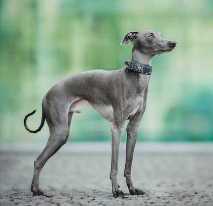 爱萌哆宠物俱乐部