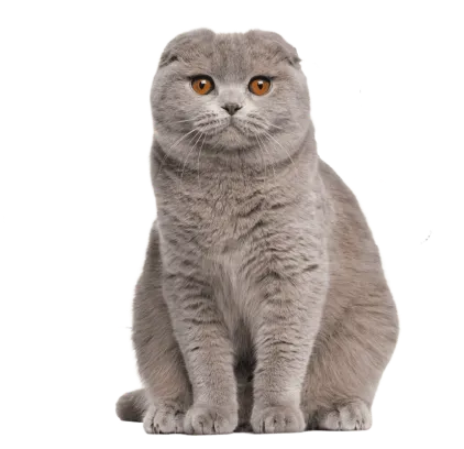 爱萌哆宠物俱乐部