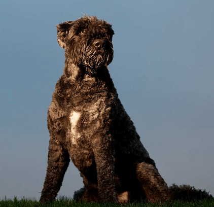 爱萌哆宠物俱乐部