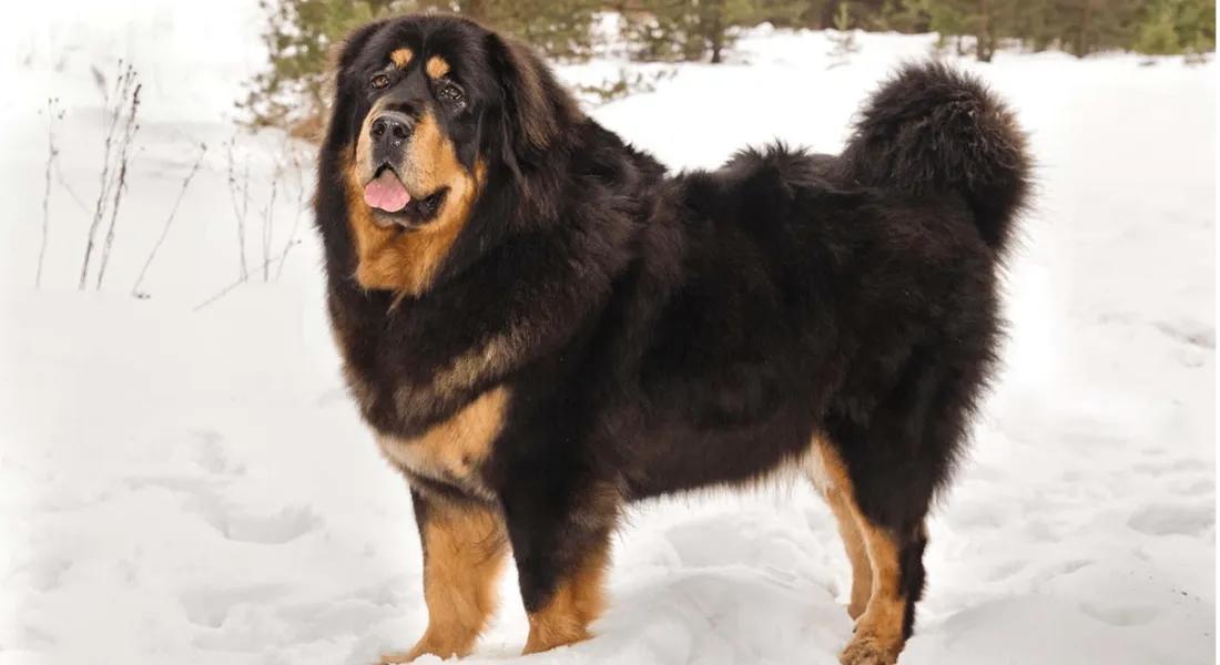 爱萌哆宠物俱乐部