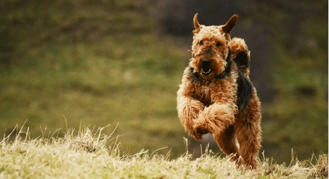 爱萌哆宠物俱乐部