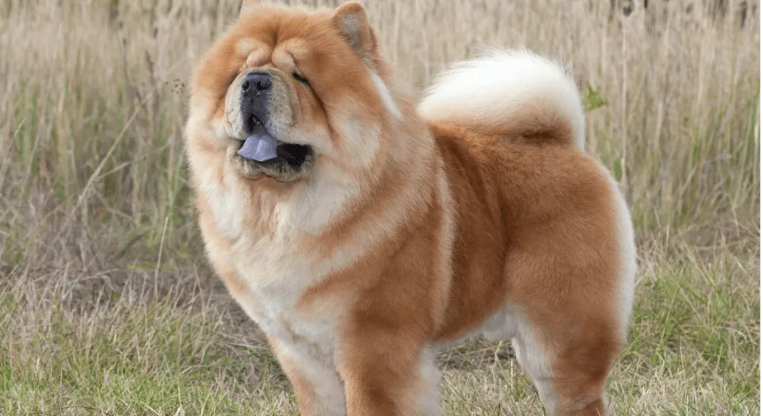 爱萌哆宠物俱乐部