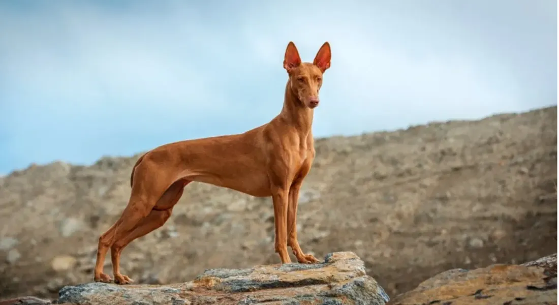 爱萌哆宠物俱乐部