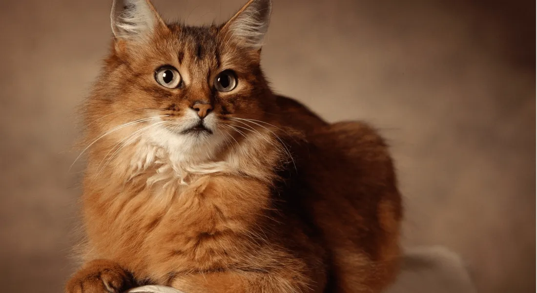 爱萌哆宠物俱乐部