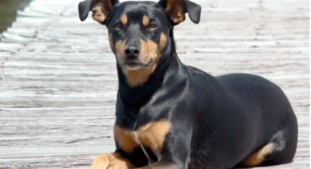 爱萌哆宠物俱乐部