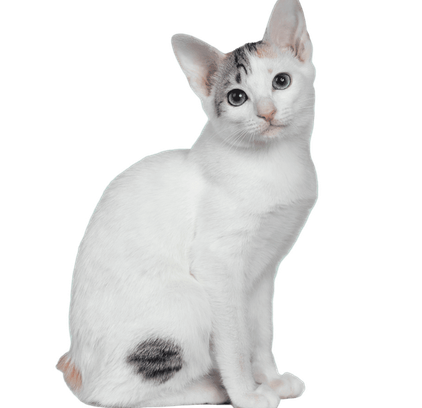 爱萌哆宠物俱乐部