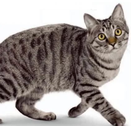 爱萌哆宠物俱乐部