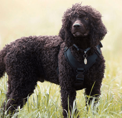 爱萌哆宠物俱乐部