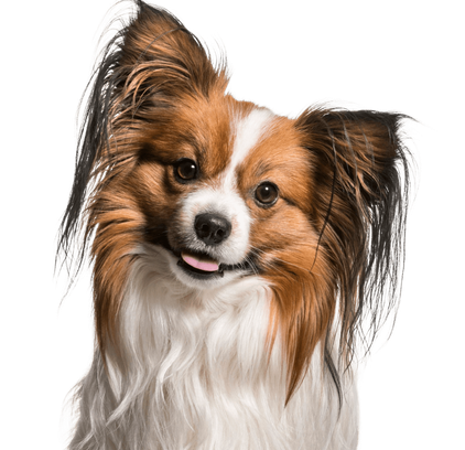 爱萌哆宠物俱乐部