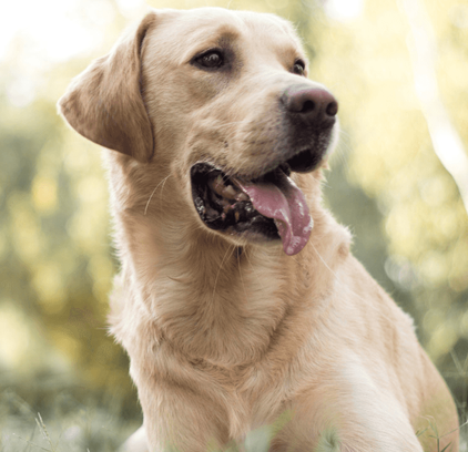 爱萌哆宠物俱乐部