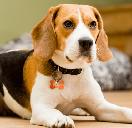 爱萌哆宠物俱乐部