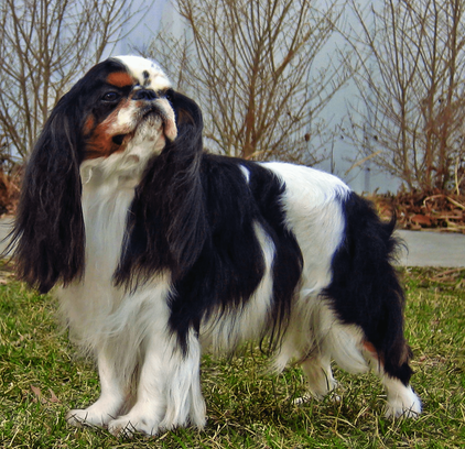 爱萌哆宠物俱乐部