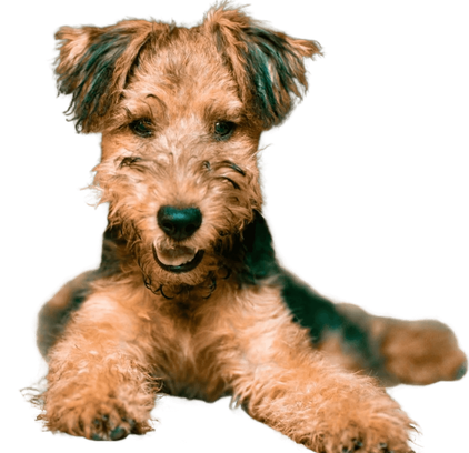 爱萌哆宠物俱乐部