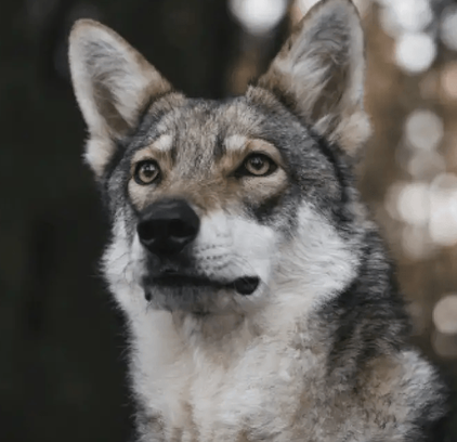 爱萌哆宠物俱乐部