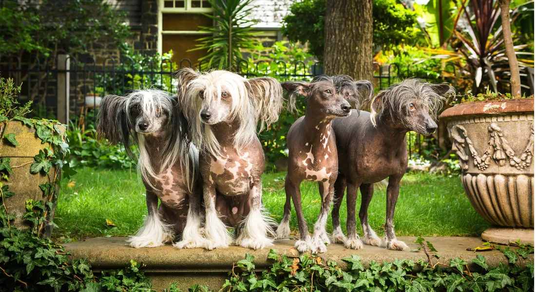 爱萌哆宠物俱乐部