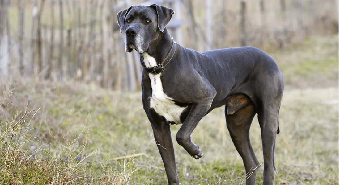 爱萌哆宠物俱乐部