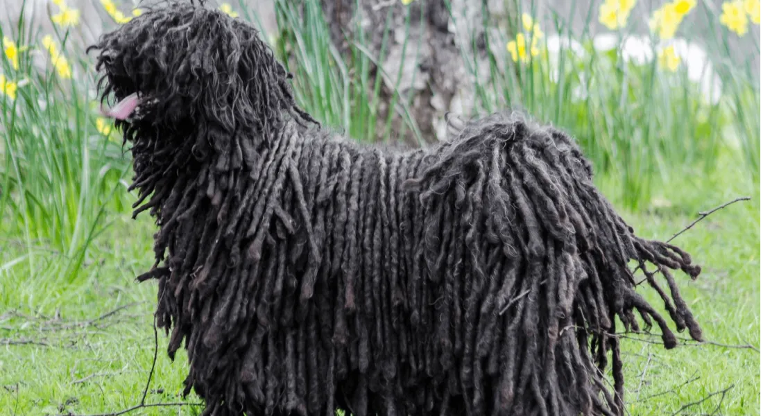 爱萌哆宠物俱乐部