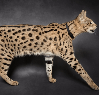 爱萌哆宠物俱乐部