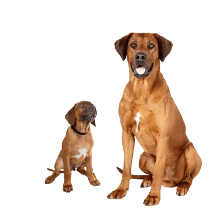 爱萌哆宠物俱乐部