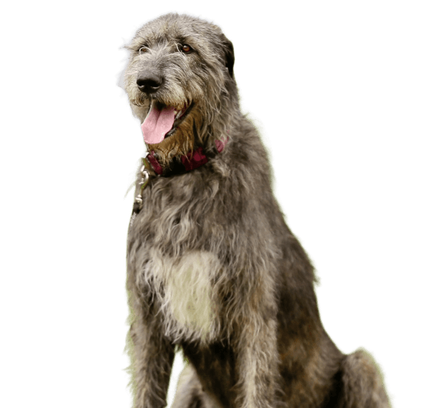 爱萌哆宠物俱乐部