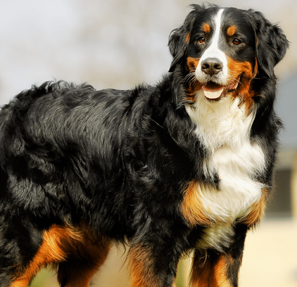 爱萌哆宠物俱乐部