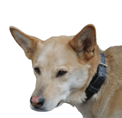 爱萌哆宠物俱乐部