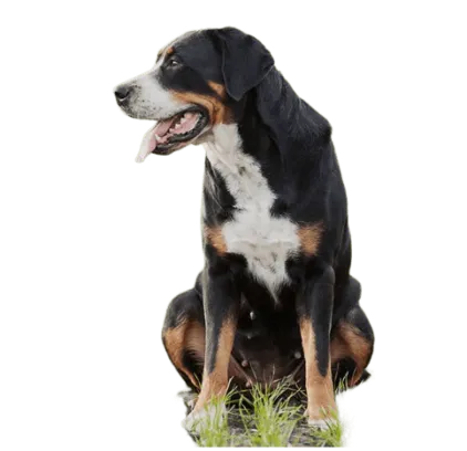 爱萌哆宠物俱乐部