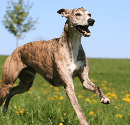 爱萌哆宠物俱乐部