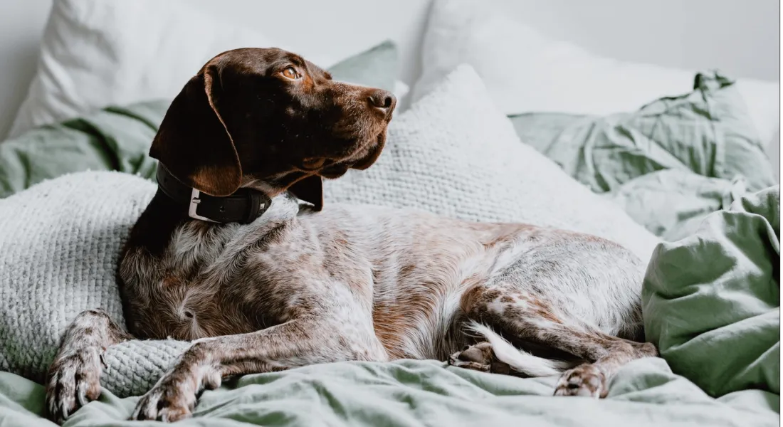 爱萌哆宠物俱乐部