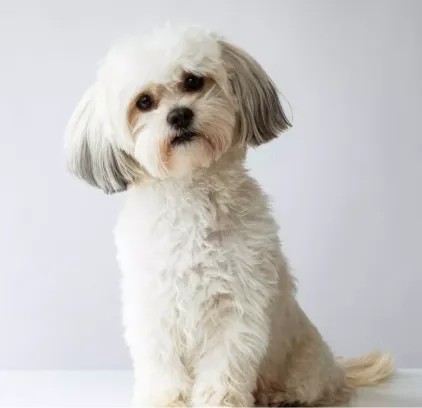 爱萌哆宠物俱乐部