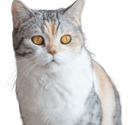 爱萌哆宠物俱乐部