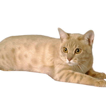 爱萌哆宠物俱乐部