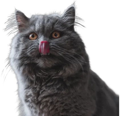 爱萌哆宠物俱乐部