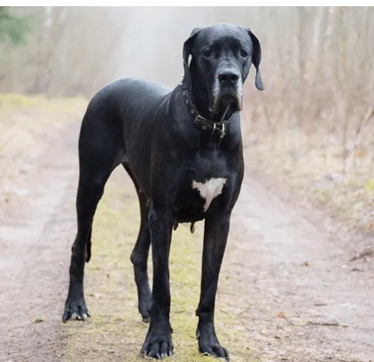 爱萌哆宠物俱乐部