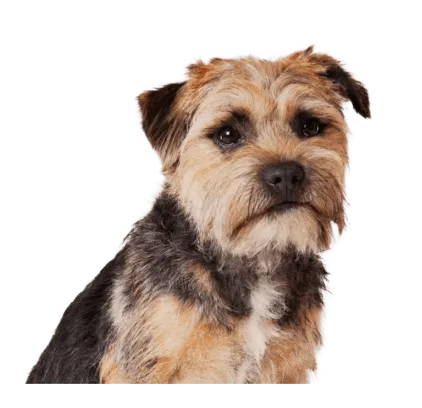 爱萌哆宠物俱乐部