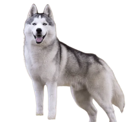 爱萌哆宠物俱乐部