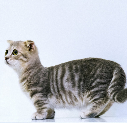 爱萌哆宠物俱乐部